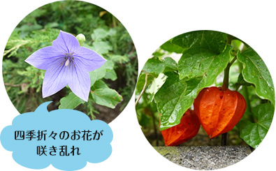 診療所のお花